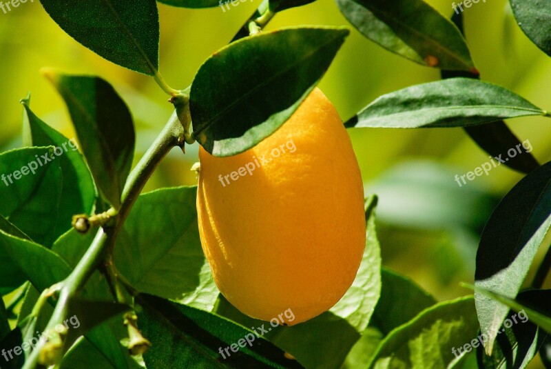 Kumquat Citrus Lemon Lemon Tree Free Photos