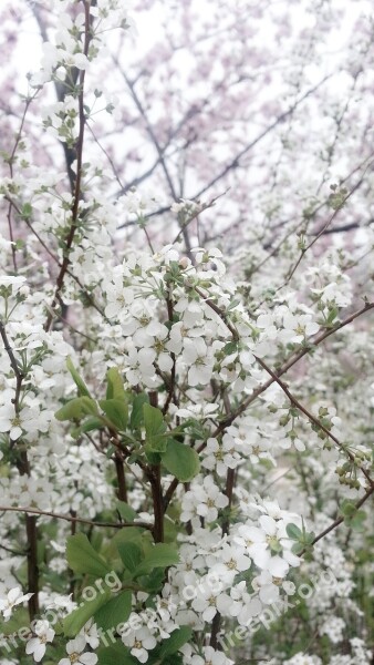 White Flowers White Spring Flowers Free Photos