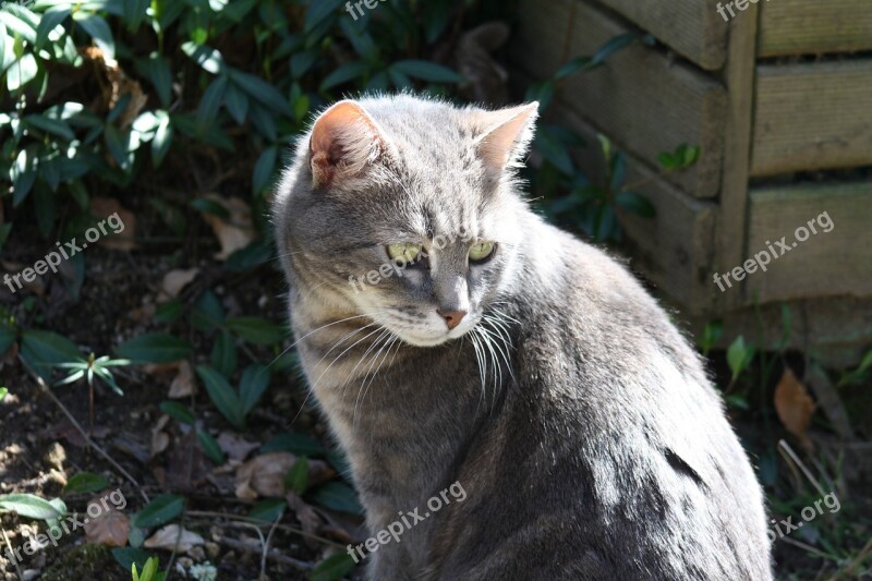 Grey Cat Smokey Grey Feline Cat In Sunshine Free Photos