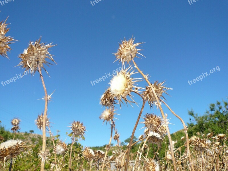 Thistle Flower Dry Daba Sun