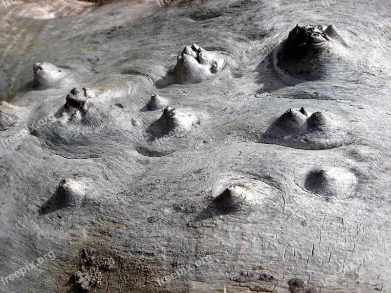 Tree Stump Defeated The Remnants Of The Landscape