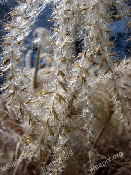 Grass Dry Fluff Garden Detail