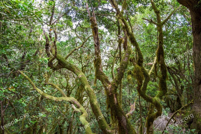 Nature Forest Trees Summer Green