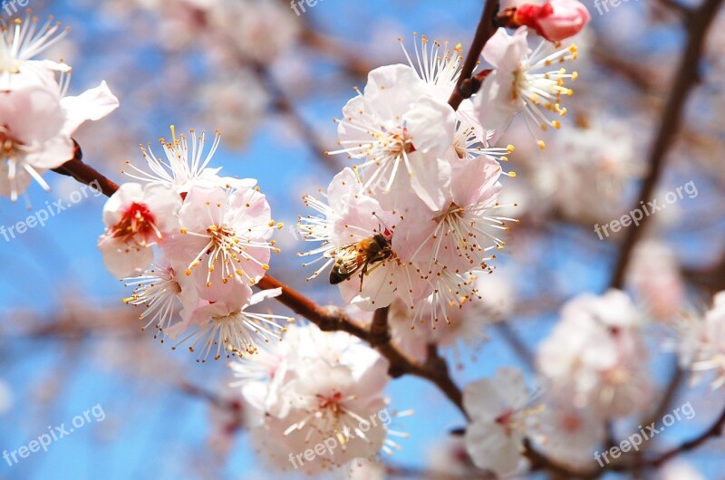 Spring Flowers Plum Bee Bright