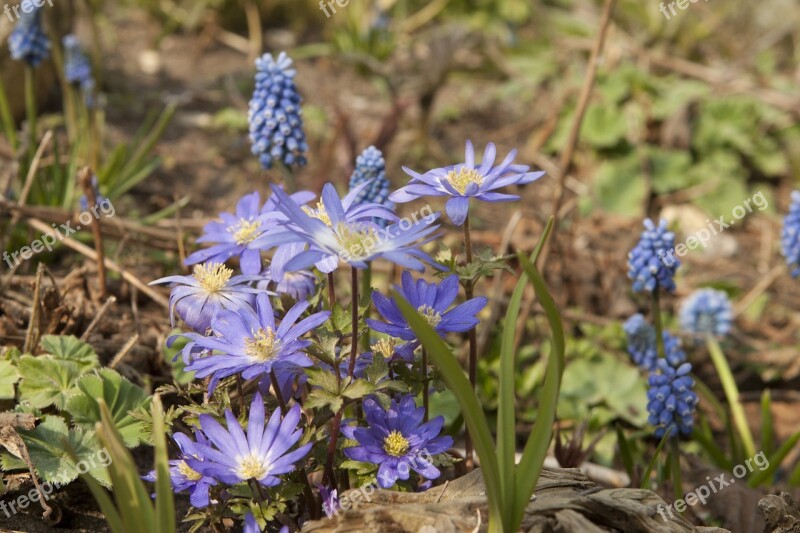 Anemone Spring Garden Flower Free Photos