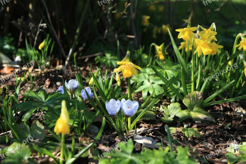 Spring Flowers Dandelions Crocus Free Photos