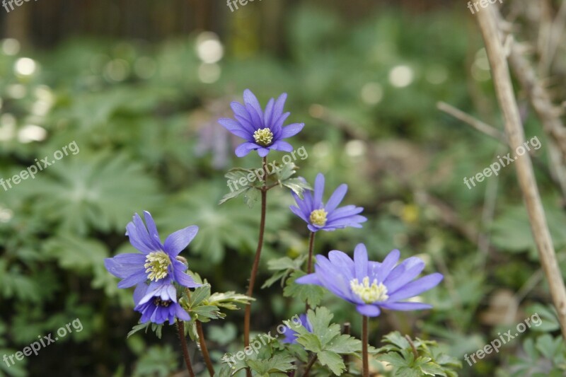 Spring Flower Anemone Blossom Free Photos