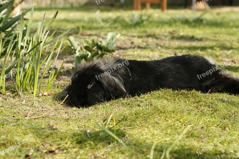 Rabbit Bunny Garden Pet Spring