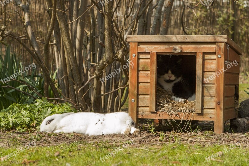 Rabbit Garden Spring Cat Bunny