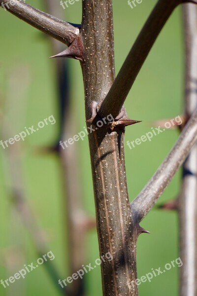 Thorns Bush Branch Plant Prickly