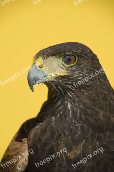 Eagle Birds Of Prey Animals Bird Free Photos