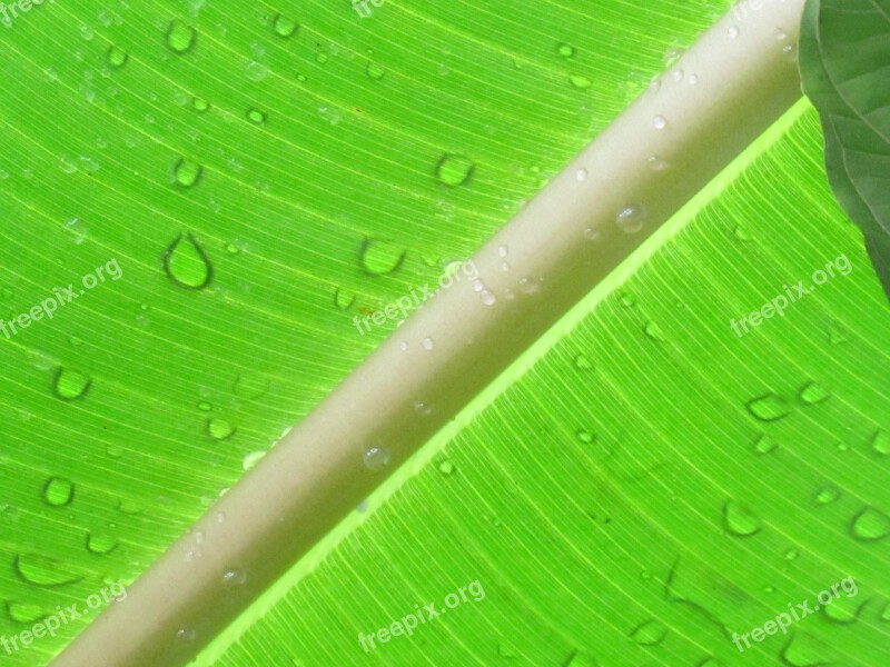 Leaf Palm Green Botany Leaves