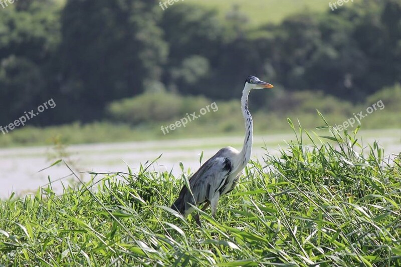 Heron Nature Tropical Birds Bird Free Photos