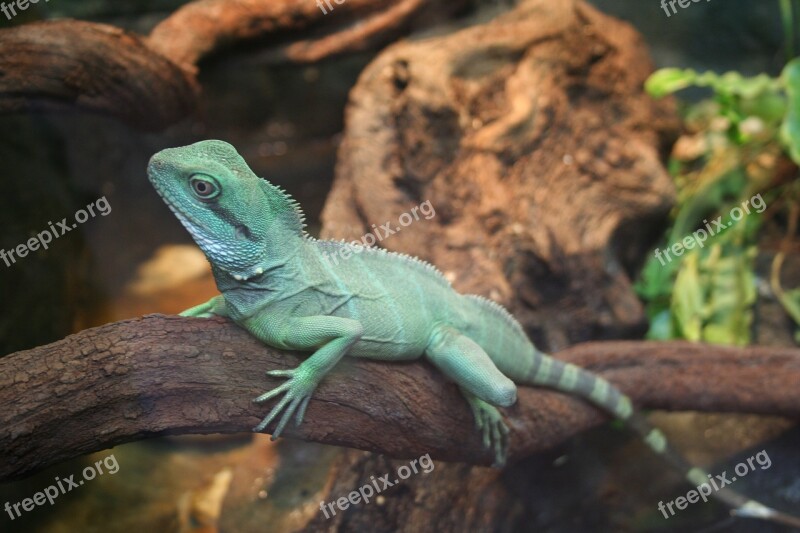 Lizard Reptile Bearded Dragon Free Photos