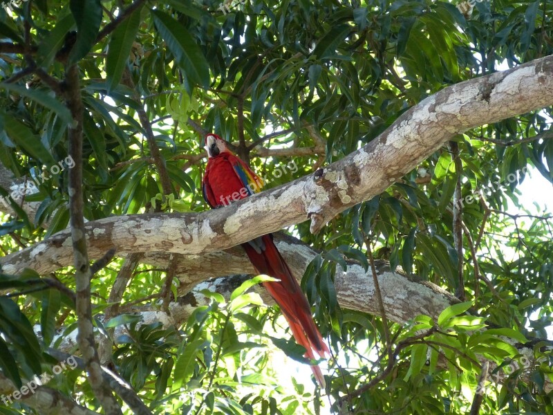 Parrot Bird Costa Rica Central America South America