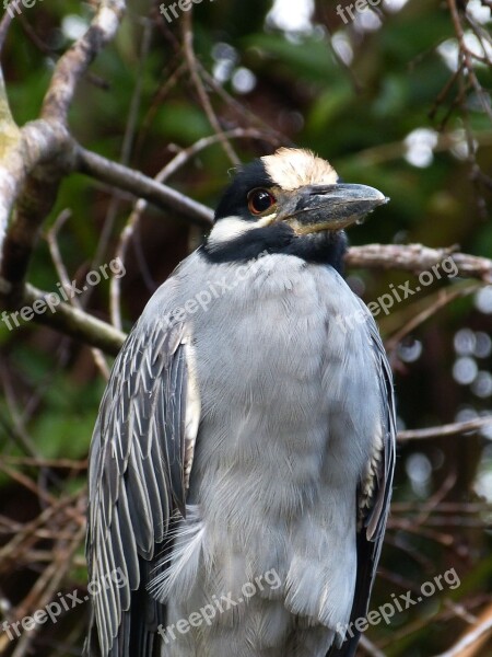 Bird Bill Costa Rica Central America South America