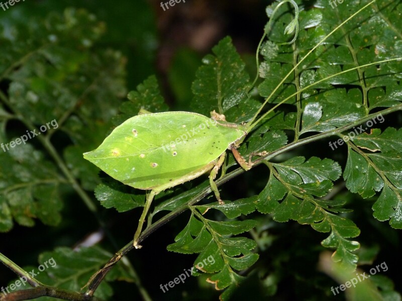 Insect Probe Costa Rica Central America South America