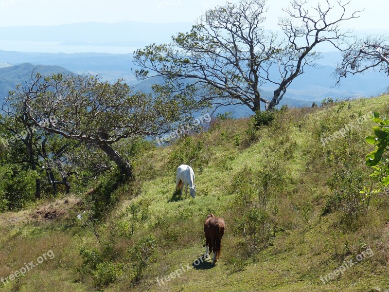 Horse Costa Rica Central America South America Tropical