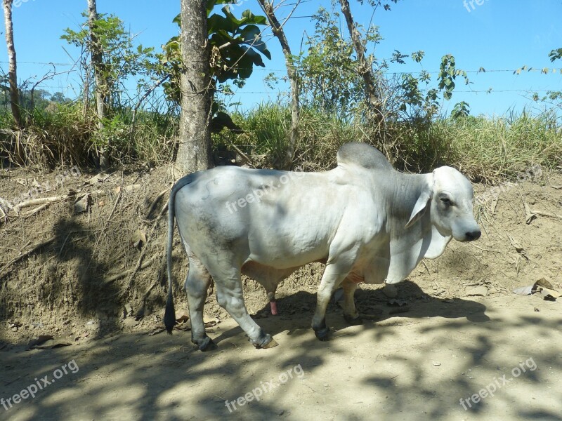 Zebu Ox Bull Central America South America