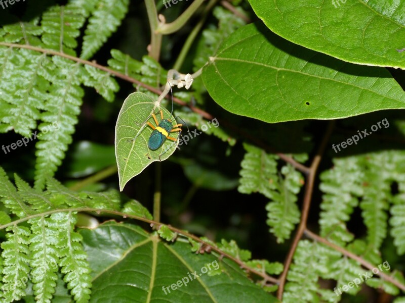 Costa Rica Central America South America Tropical Rainforest