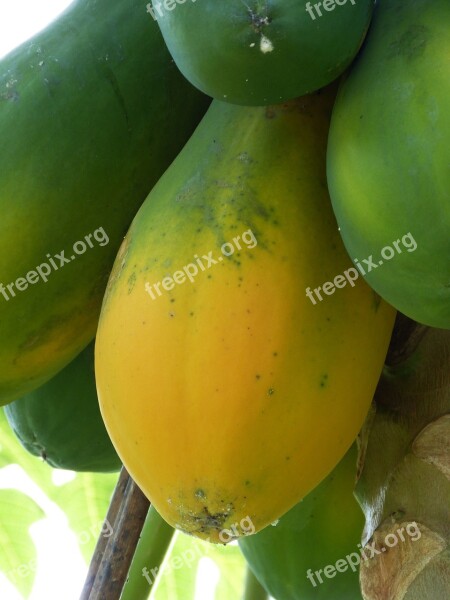 Papaya Tropical South America Tropics Fruit