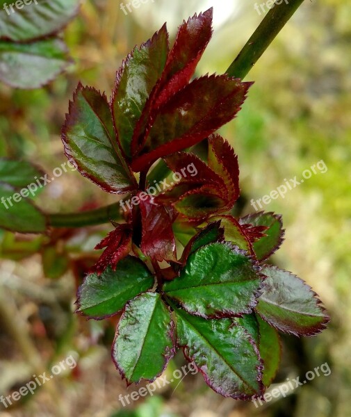 Rose Petals Rosebush Leaves Plant Nature