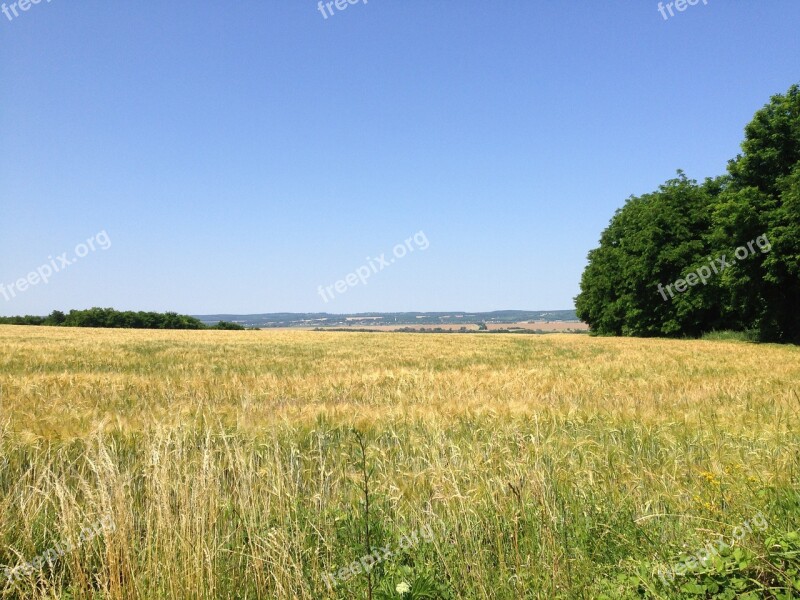 Meadow Field Rural Landscape Nature Sunlight