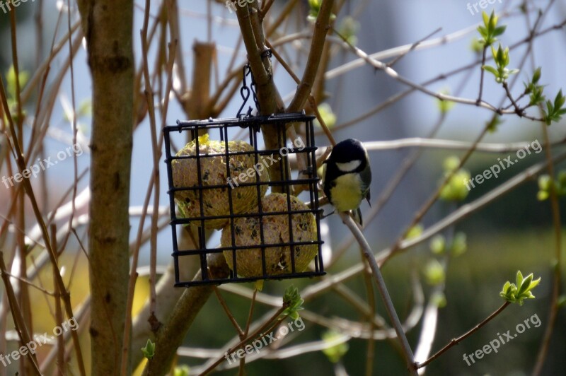 Tit Bird Bird Seed Small Bird Nature