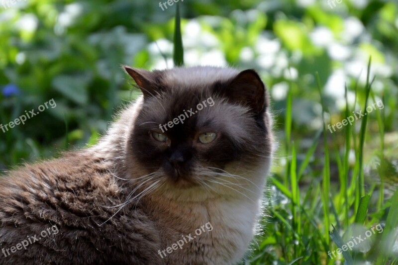 Cat Mieze British Shorthair Pets Thoroughbred