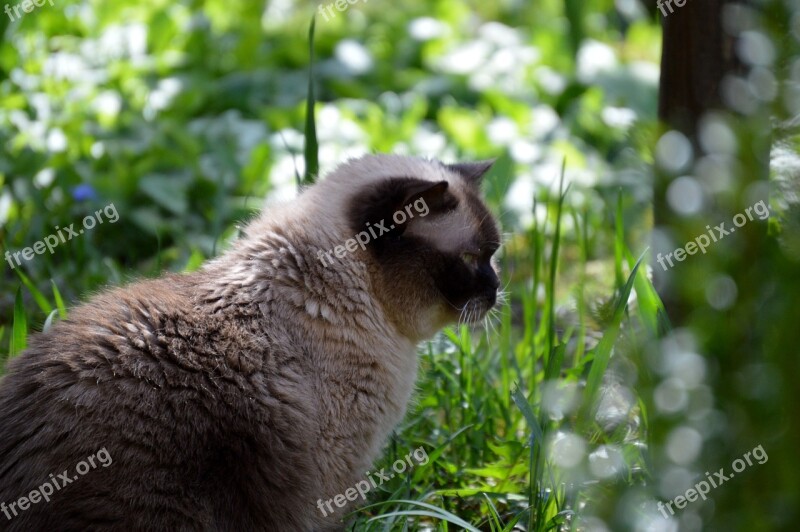 Cat Mieze British Shorthair Pets Thoroughbred