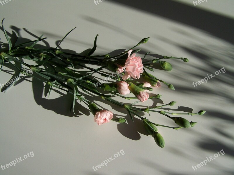 Carnation Pink Light Shadow Free Photos