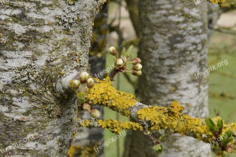 Tree Sprout Knock Out April Shoots