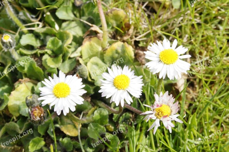 Daisy Flowers Meadow Wildflowers Spring