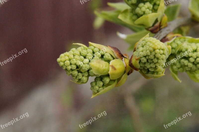 Chestnut Sprout Bud Spring Lenz