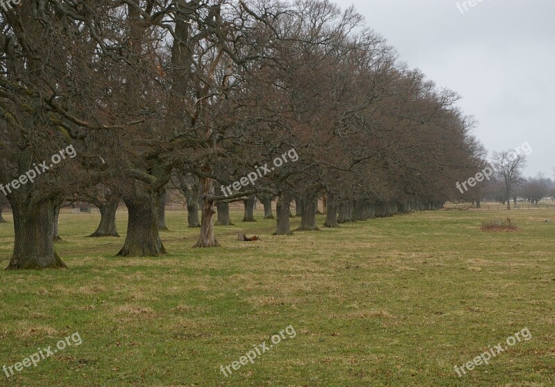 Oak Oak Trees Tree Avenue Bed