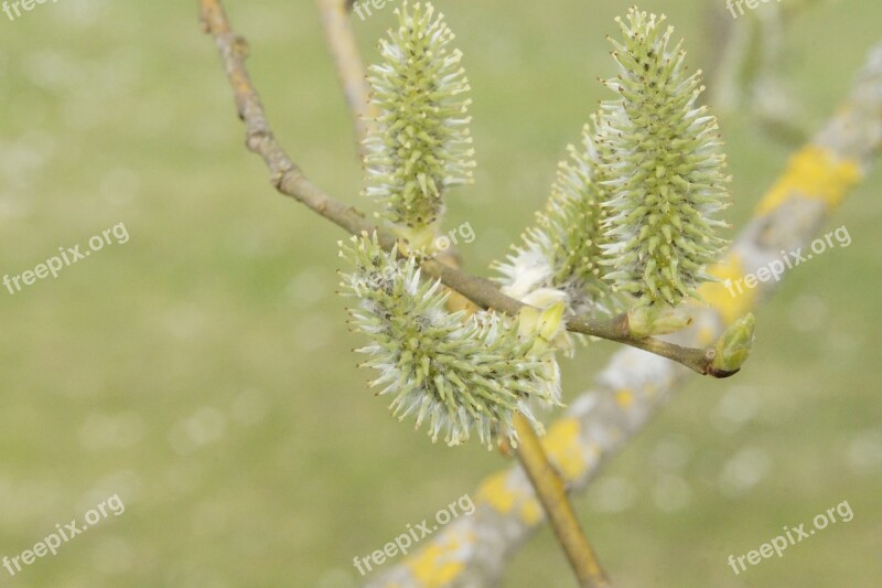 Tree Sprout Knock Out April Shoots