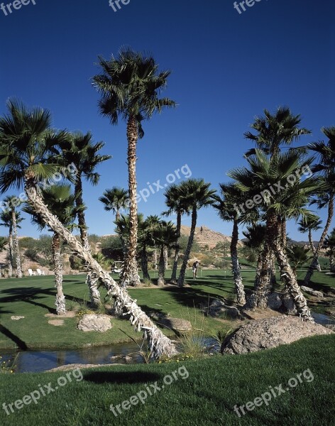 Golf Course Trees Palms Green