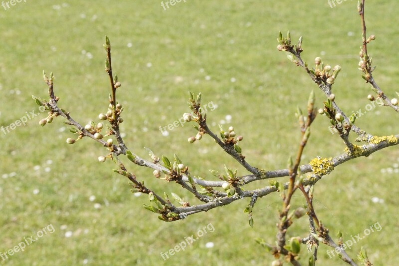 Tree Sprout Knock Out April Shoots