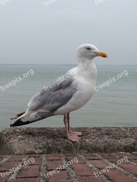 Seagull Sea Fly Bird Animal