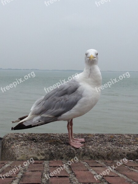 Seagull Sea Water Beach Bird