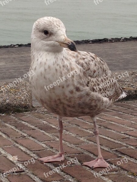 Seagull Chick Young Seagulls Young Bird