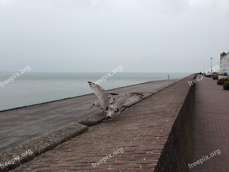 Seagull Seagulls Young Chick Vlissingen Zealand