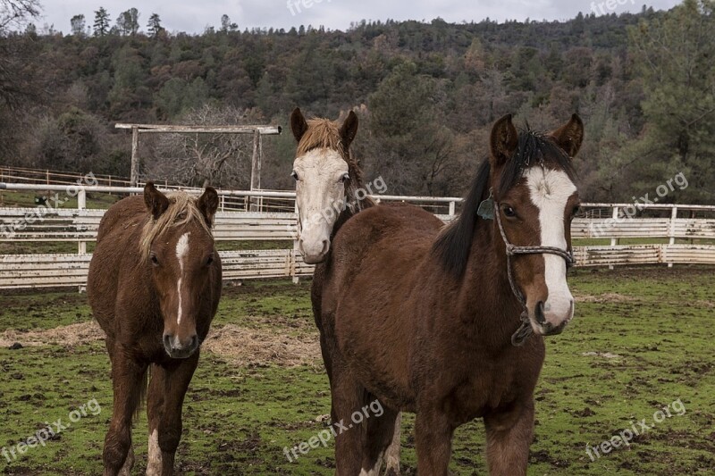 Horses Wild Sanctuary Ranch Animal