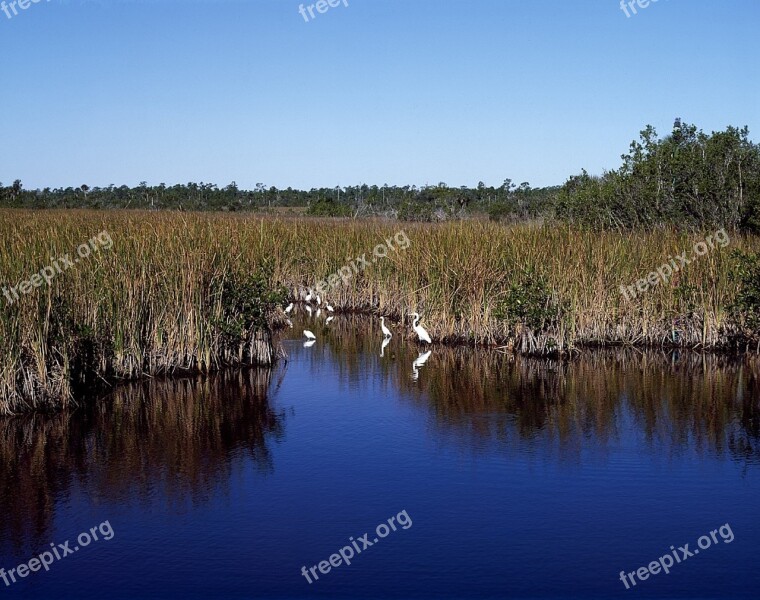 Everglades Water Wildlife Egrets Birds