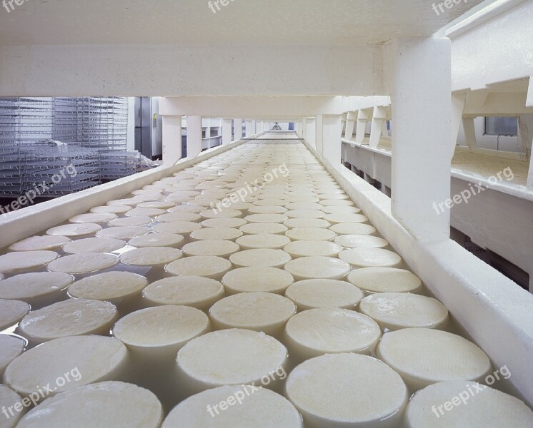 Cheese Dairy Products Curing Rounds Food