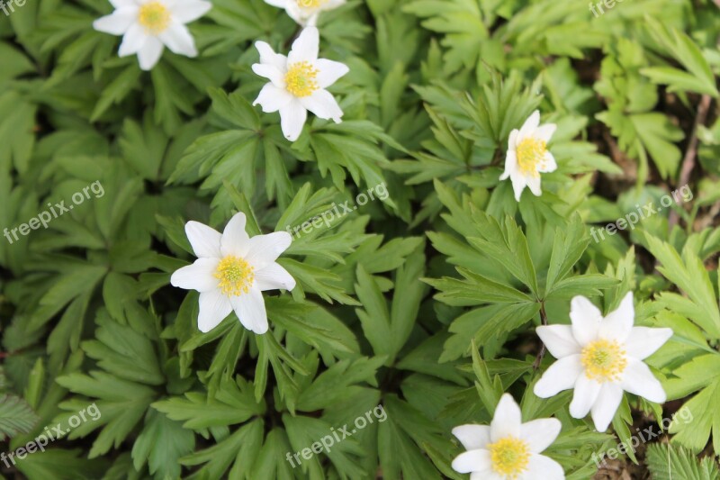 Wood Anemone Plant Spring Nature Blossom