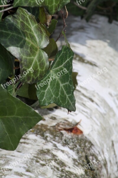 Birch White Green Ivy Leaves