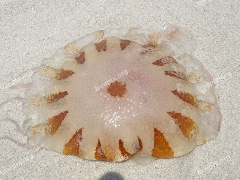 Jellyfish Brown Nature Free Photos