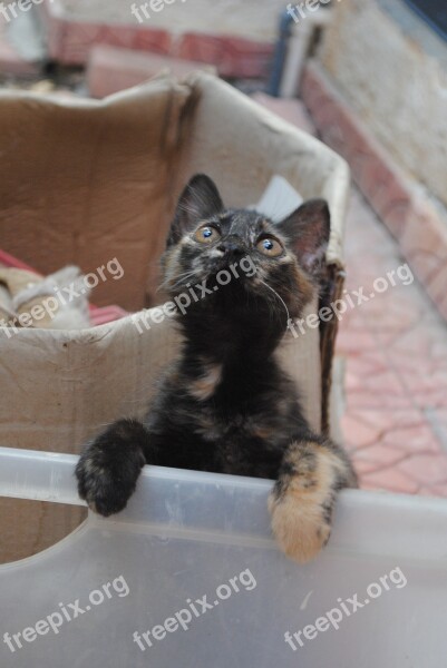 Cute Kitten Kitten Looking Up Cute Kitten Cat