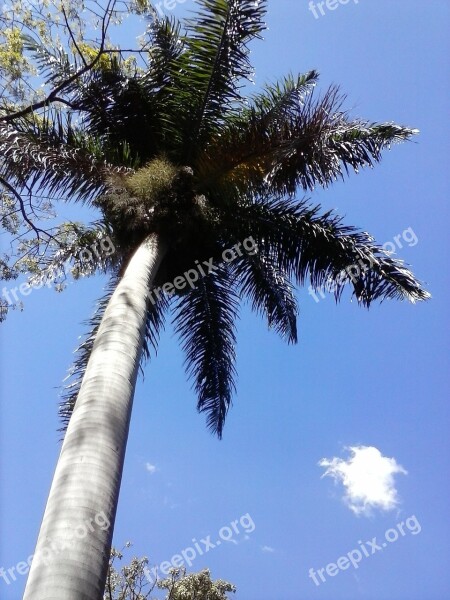 Nature Palma Sky Vegetation Spring